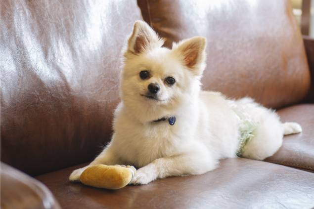 愛犬の画像